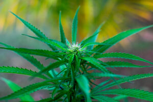 Gros plan de plants de cannabis verts