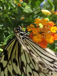 Trouver de la joie dans les choses ordinaires