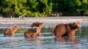 A bear with her 3 cubs
