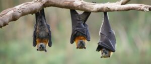 Three bats