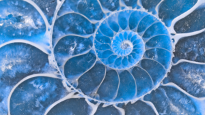 Close up of ammonite fossil