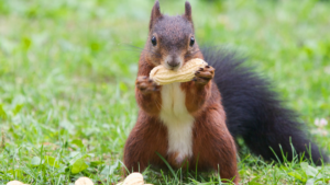 Squirrel