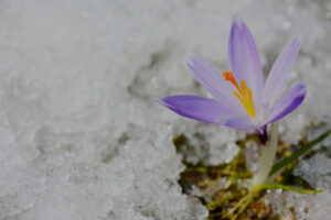 Crocus in snow