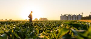Farmer standing in corn field