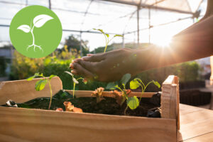 Hands holding plant over soil land, sustainability. | Mains tenant la plante sur le sol, durabilité.