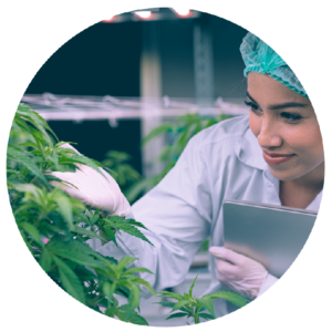 Une scientifique examinant des feuilles de cannabis