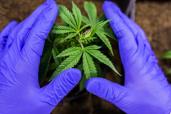 Hands surrounding a cannabis plan