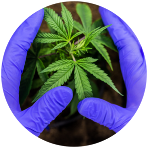 Les mains entourant une plante de cannabis. 