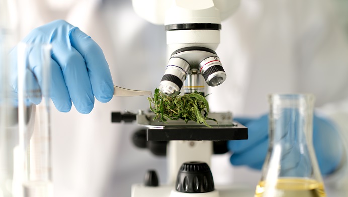 Un bourgeon de cannabis au microscope.